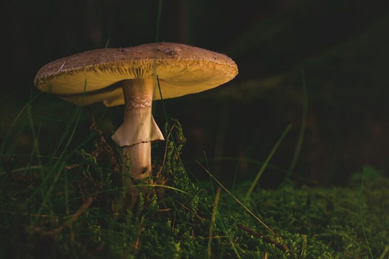 Lions Mane Mushroom Taste