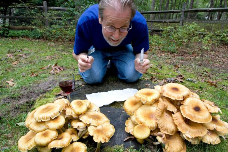 Mushroom Benefits for Men: A Comprehensive Guide
