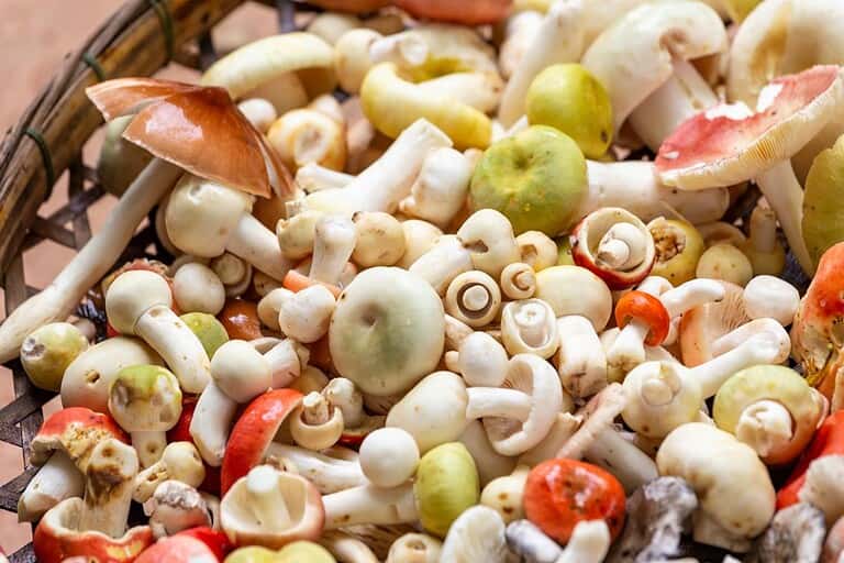 Mushroom Benefits for Women: Unveiling Nature’s Potent Ally