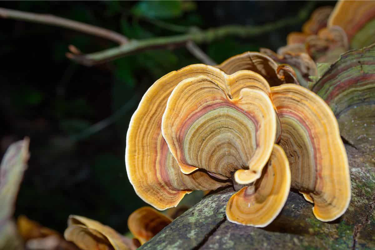 Beautiful turkey tail mushrooms
