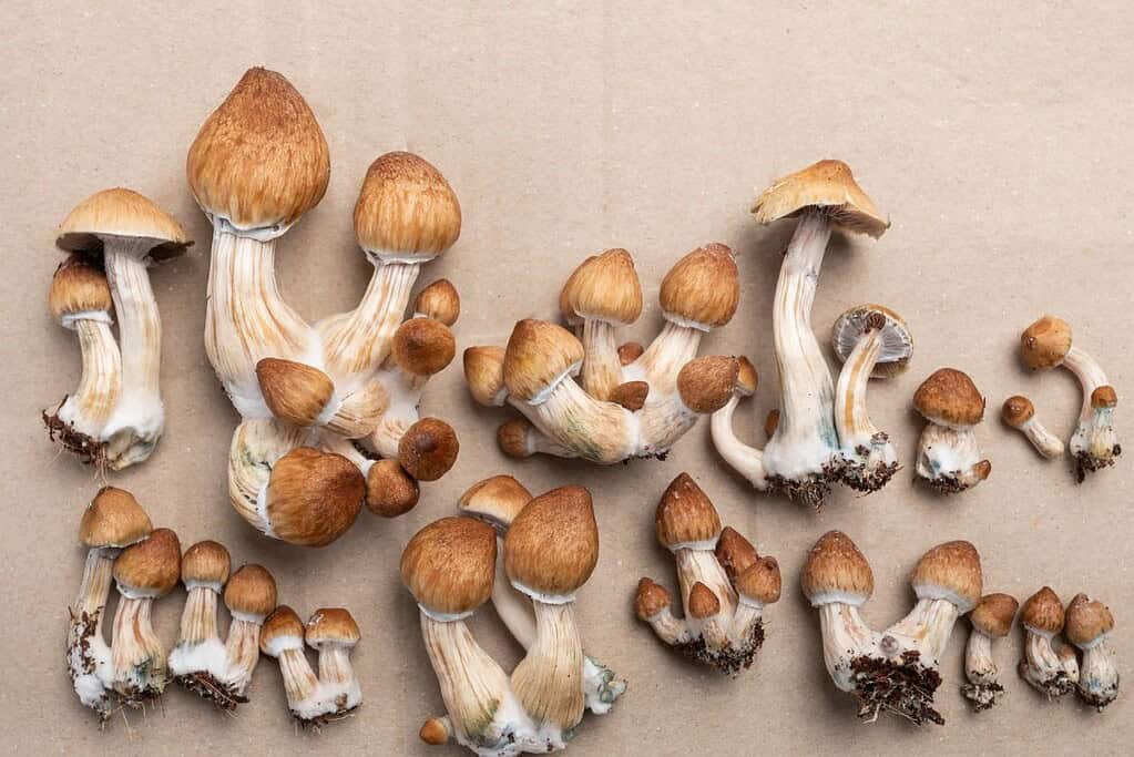 Psilocybe Cubensis Strains: Exploring the Diversity and Potency 9 A group of Psilocybe Cubensis mushrooms on a brown background.
