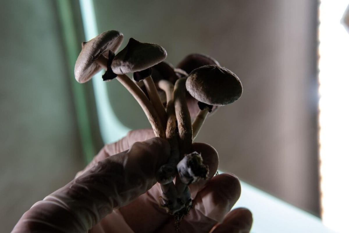 A person harvesting psilocybin mushroom and handling them with care.